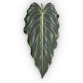 Philodendron Spiritus-Sancti Decorative Pillow — Botanical Alocasia Print Cushion