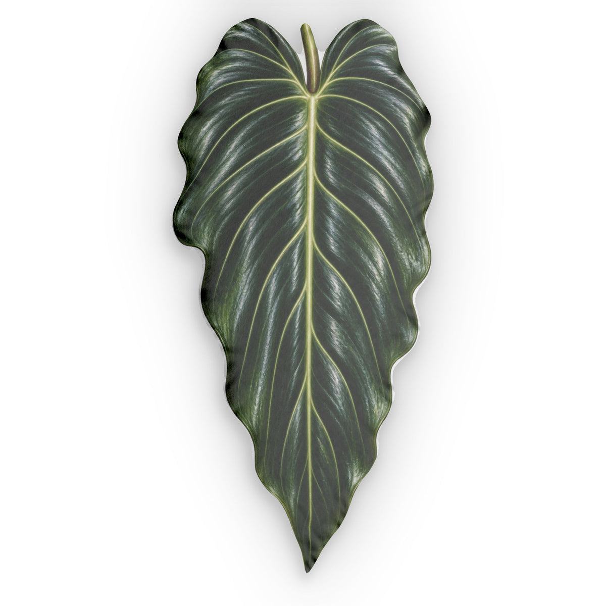 Philodendron Spiritus-Sancti Decorative Pillow — Botanical Alocasia Print Cushion