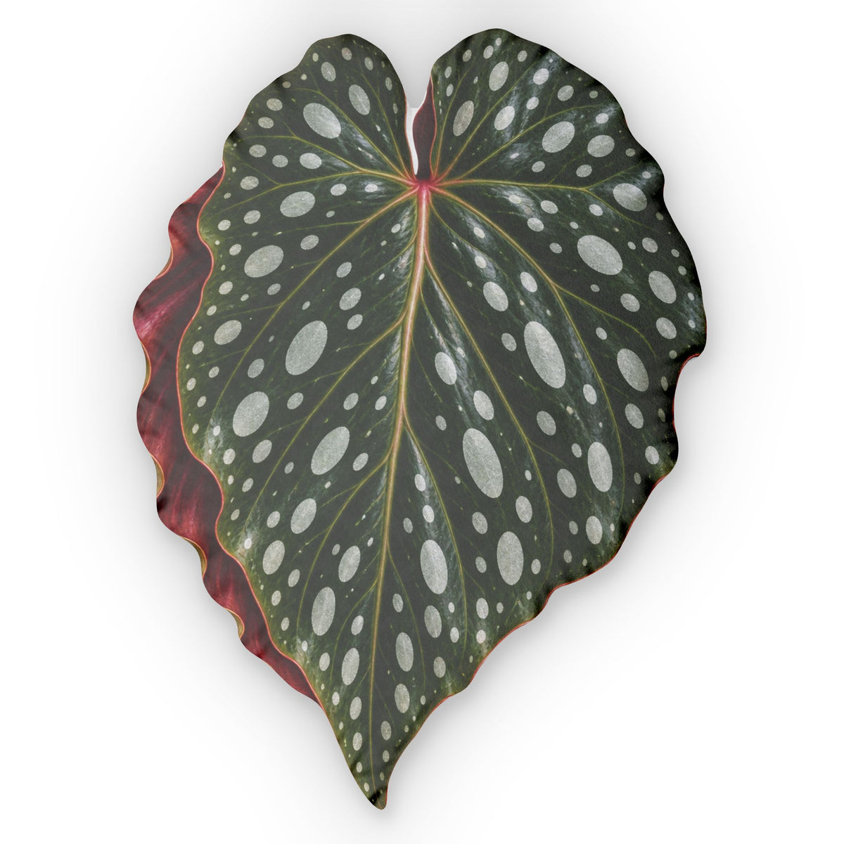 Begonia  Maculate Leaf Pillow — Custom Shaped Decorative Cushion