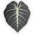 Black Velvet Alocasia Leaf Shaped Pillow — Tropical Black & White Botanical Cushion