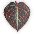 Jewel Orchid Leaf Pillow — Botanical Decorative Throw Pillow with Pink Veined Anthurium Design