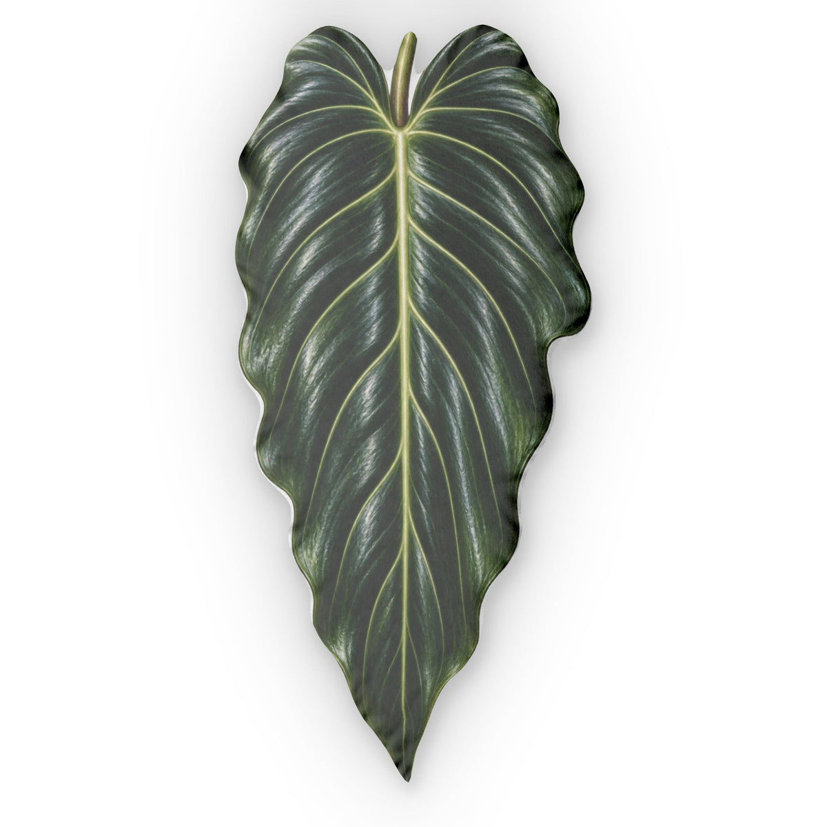 Philodendron Spiritus-Sancti Decorative Pillow — Botanical Alocasia Print Cushion